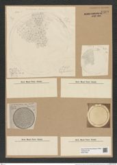 Endictya oceanica Ehr. (de-Toni-Nr.: Genus 196, Species 4805) Zeichnungen Sammlung Grunow Nr. 8469 (NHMW-BOT-W0377922)